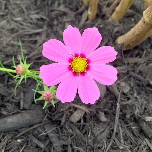 🌸 Bundle & Save 🌸 - Picture 13 of 16